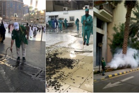 ما قصة الحشرات في مكة؟