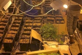الأمن الوقائي يضبط مشتلاً لزراعة "الماريجوانا " في رام الله