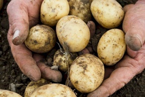 لأول مرة.. غزة تُصدر البطاطا للكويت 