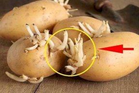 هل البطاطس القديمة صالحة للأكل؟