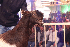 بالصور| في رام الله سعر "التيس" 76 الف شيقل ! 