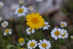 حالة الطقس: تواصل ارتفاع درجات الحرارة