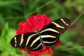 بالفيديو.. الفراشات تغزو الأردن