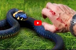 فيديو.. الدفاع المدني: ارشادات هامة للتعامل مع لدغة الافاعي