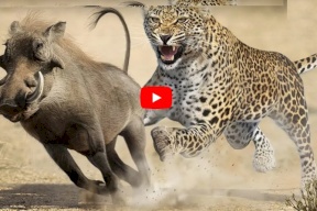 فيديو.. شاهد صراع بين فهد وفريسته