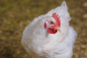 وزارة الزراعة تؤكد خلو قطاع غزة من انفلونزا الطيور