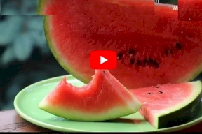 مع بداية موسم البطيخ.. اليكم هذه الفيديو