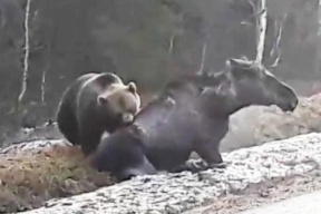 في هجوم شرس.. شاهد بالفيديو دباً يلتهم حيوان الأيّل العملاق