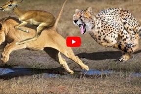 مشاهد فيديو مجنونة!