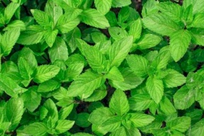 ما خطورة ورق النعناع على الرجال