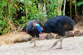 ظهور طائر غريب بعد آلاف السنين من انقراضه
