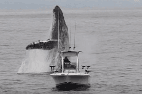 فيديو: مشهد مرعب لكائن بحري عملاق لا يمكنك تخيله