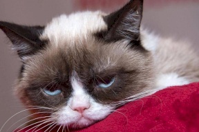 "القط الغاضب" يفارق الحياة ويترك "ثروة كبيرة"