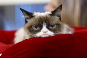 رحيل "غرامبي كات" أشهر قطة عابسة