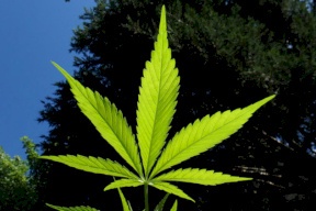 بعد أن حير العلماء.. الكشف عن أصل وموطن الحشيش