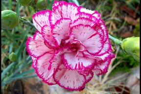 تعرف على فوائد القرنفل