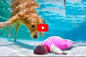 فيديو.. كلاب مدربة على إنقاذ حياة أصحابها بشكل لا يصدق !!