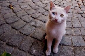 الصحة تُوضح حقيقة اصابة القطط والكلاب بأمراض قاتلة للانسان