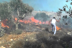 حريق يلتهم 150 شجرة زيتون جنوب غرب جنين