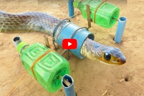 بالفيديو...شاب ينشر طريقة بدائية لصيد الأفاعي