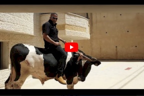 بالفيديو.. في فلسطين "عجل" يكسر سيارة ومكتبأ