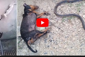 فيديو.. كلب يضحي بحياته لإنقاذ طفلة من أفعى خطيرة