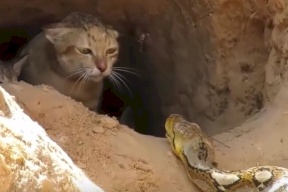 فيديو.. قطة تصارع أفعى عملاقة لإنقاد صغارها