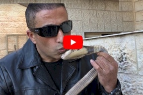 بالفيديو.. هكذا استقبل الاردنيون خبير الافاعي الفلسطيني