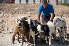 نسبة بيع الأضاحي في رام الله والبيرة 0%