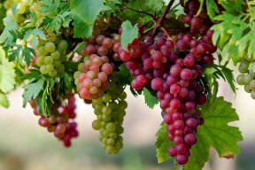 العنب علاج فعال لهذا المرض