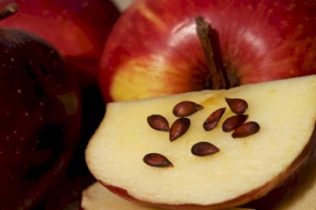 احذر مضغ بذور التفاح