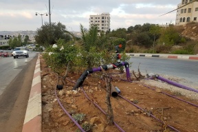 صور.. المشروع الأول من نوعه لبلدية رام الله.. تمديد شبكة ري باستخدام المياه المعالجة بديلا عن مياه الشرب