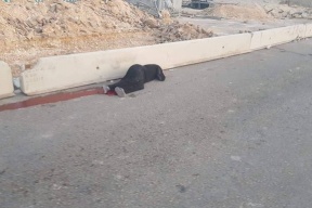 استشهاد فتاة برصاص الاحتلال على حاجز قلنديا