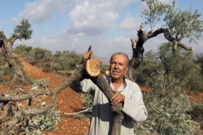 قوى رام الله والبيرة : تدعو لحماية موسم الزيتون والتصدي للاحتلال ومستوطنيه 