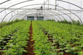 صندوق درء المخاطر يفتتح ورشة عمل حول البيوت البلاستيكية