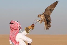 فيديو.. بيع 5 صقور بأكثر من 370 ألف ريال سعودي
