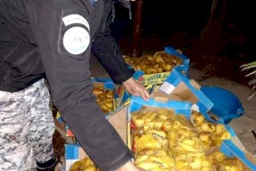 جنين: ضبط طنّ فواكه التالفة