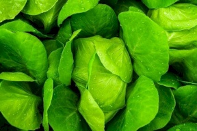 الخس و الجزر قد تغنيك عن الخبز والأرز