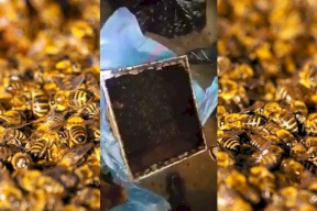 فيديو- "معركة" بين الشرطة و40 ألف نحلة تخلف إصابات خطيرة بأمريكا