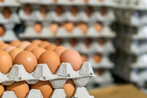 الاقتصاد تغلق محلاً باع كرتونة البيض بــ 25 شيقلاً