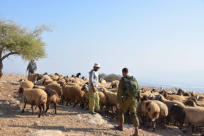 الاحتلال يعتقل "الاغنام" في القدس المحتلة!