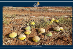 خاص: البطيخ "الاسرائيلي" يستهدف موسم البطيخ الفلسطيني