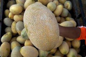 بعد أنباء عن حالات تسمم .. هل بطيخ وشمام غزة آمن؟ 