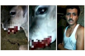 بعد أنثى الفيل التي هزت العالم.. الحادثة تتكرر بتفاصيل مُروعة