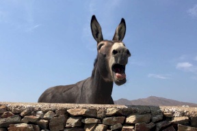 الشرطة الباكستانية تعتقل حمارا بسبب "القمار"!