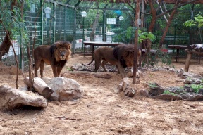 كورونا يعودُ بالخير على حديقة الحيوانات في قلقيلية