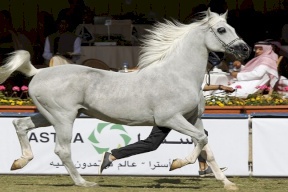 حب ركوب الخيل يدفع فتاة خليجية إلى طلب الطلاق