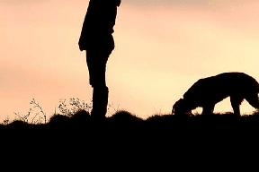 واقعة مؤلمة.. كلب ينهش جسد طفلة بعمر 5 سنوات حتى الموت