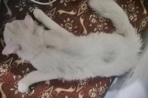 صور: بجريمة لا يمكن تصورها .. إختطاف " قط " واغتصابه في عمان !