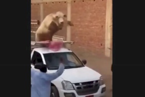 فيديو- عجل خارق حطم سيارة وكاد يقتل كل من حوله في عيد الأضحى